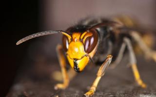 Asian hornets could be seen in Suffolk this week