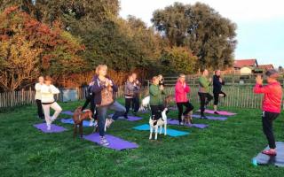 Goat yoga is returning to a Suffolk farm in April
